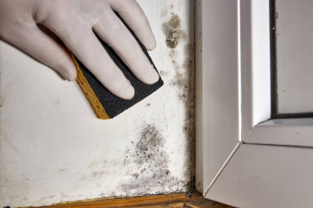 Best Industrial Mold Remediation  in Wright, WY